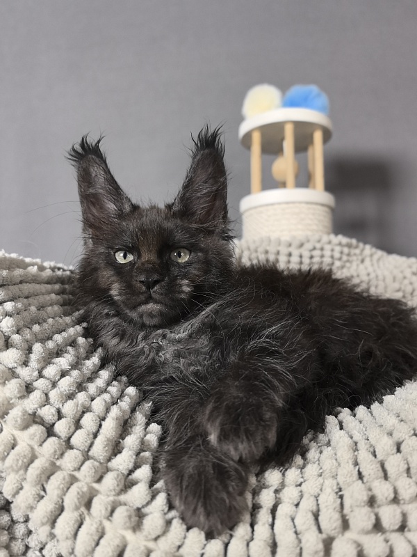 Hawkeye  Akbars - Kitten maine-coon 2 months