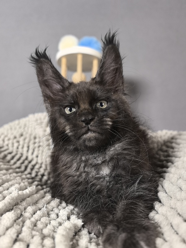 Hawkeye  Akbars - Kitten maine-coon 2 months