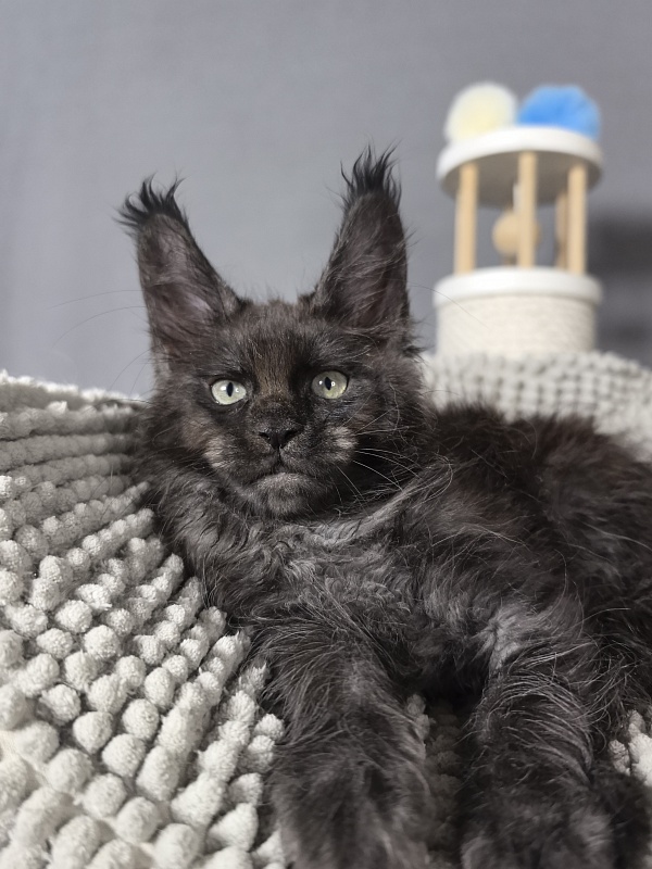 Hawkeye  Akbars - Kitten maine-coon 2 months