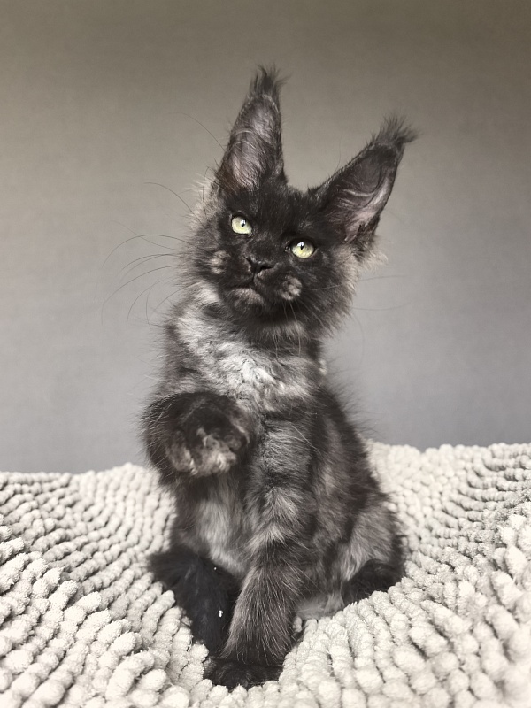 Hawkeye  Akbars - Kitten maine-coon 2 months 2 weeks