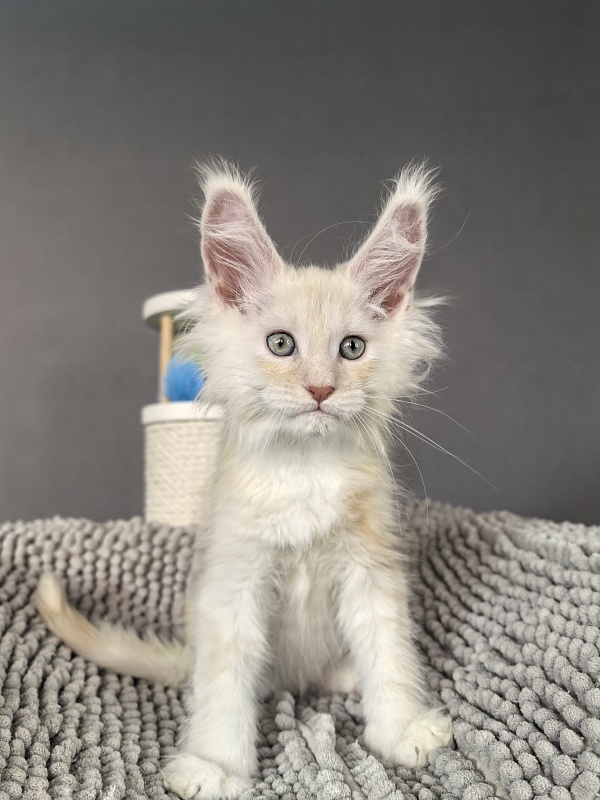 Hector Akbars - Kitten maine-coon 2 months