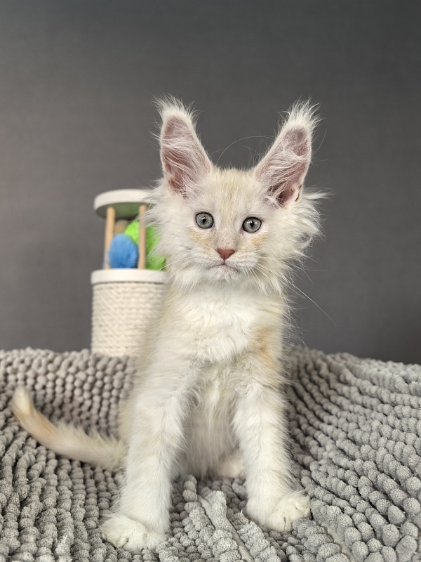 Hector Akbars - Kitten maine-coon 2 months