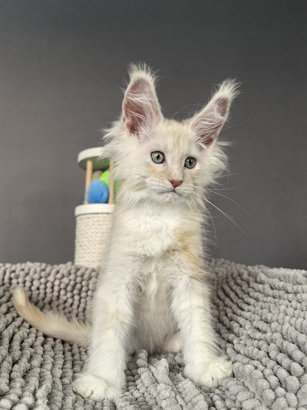 Hector Akbars - Kitten maine-coon 2 months
