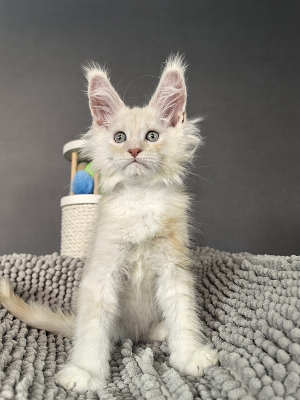 Hector Akbars - Kitten maine-coon 2 months