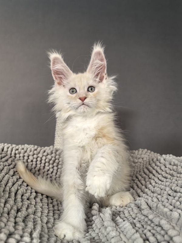 Hector Akbars - Kitten maine-coon 2 months