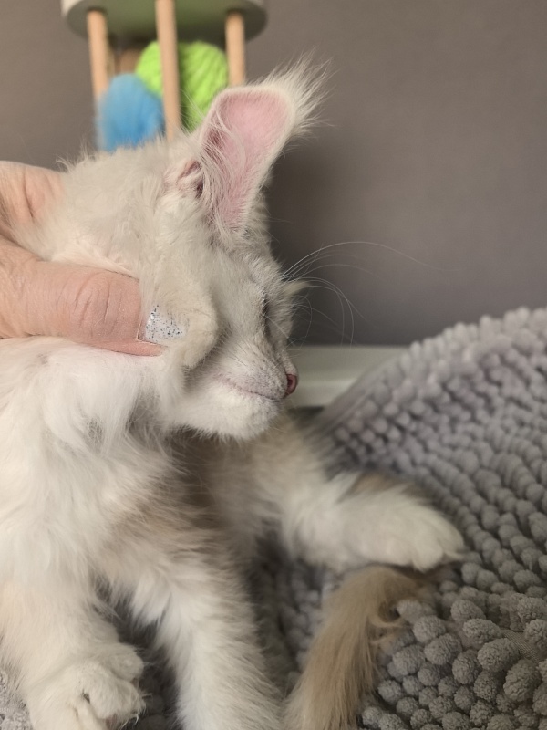 Hector Akbars - Kitten maine-coon 2 months