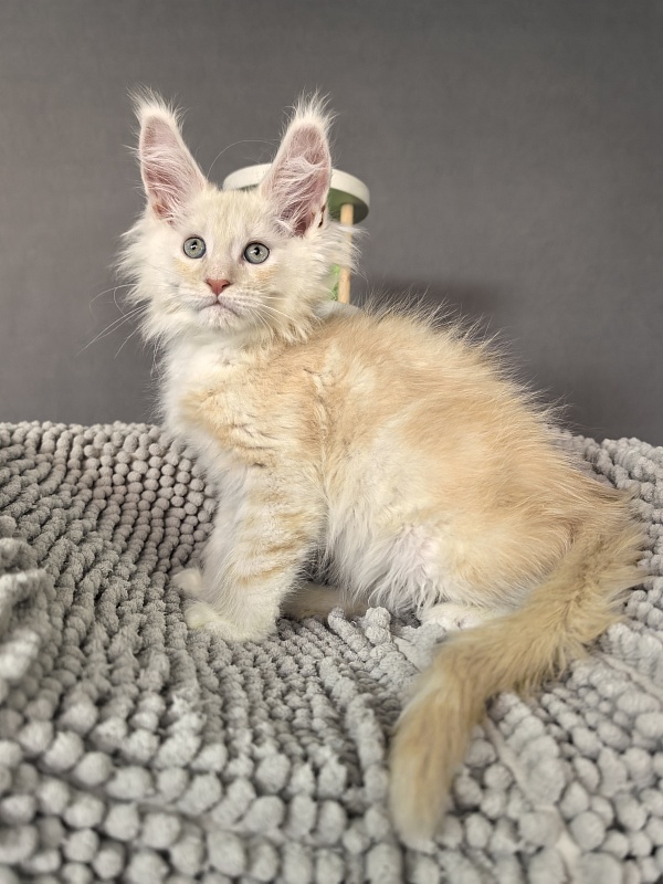 Hector Akbars - Kitten maine-coon 2 months