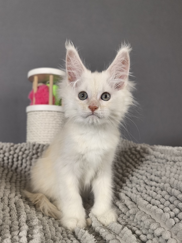 Haleya Akbars - Kitten maine-coon 2 months