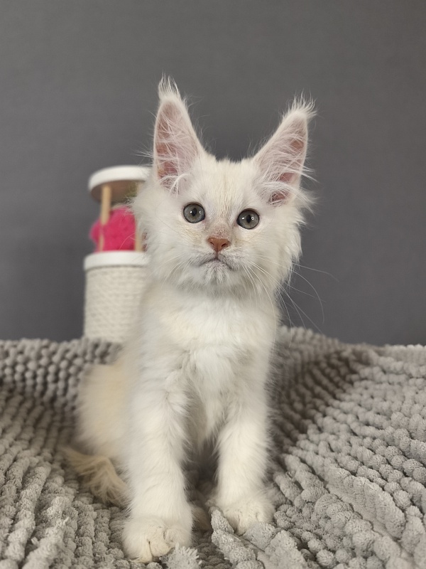 Haleya Akbars - Kitten maine-coon 2 months