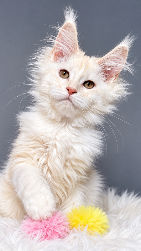 Haleya Akbars - Kitten maine-coon 3 months 1.5 week