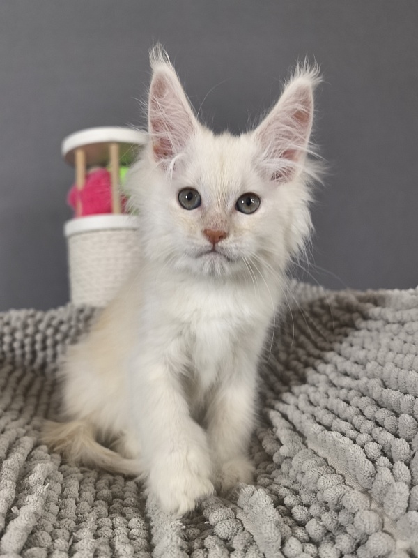 Haleya Akbars - Kitten maine-coon 2 months