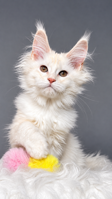 Haleya Akbars - Kitten maine-coon 3 months 1.5 week