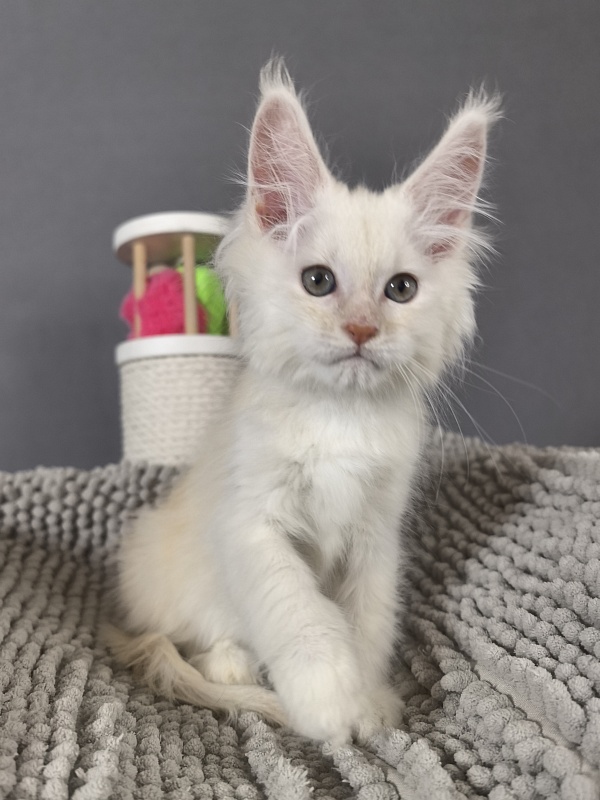 Haleya Akbars - Kitten maine-coon 2 months