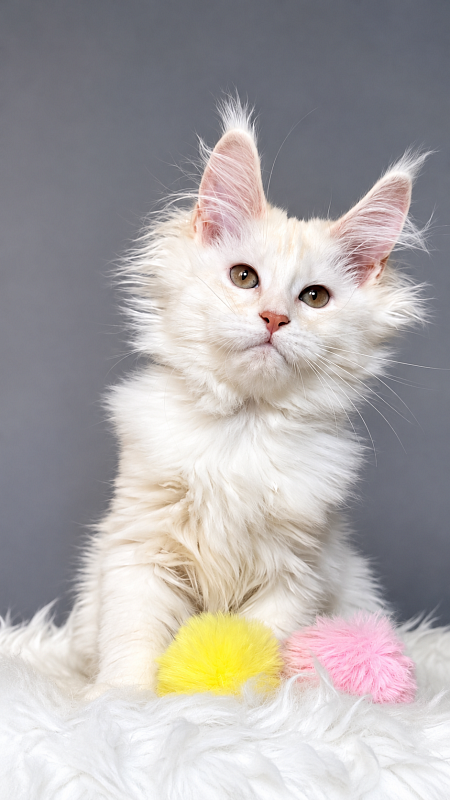 Haleya Akbars - Kitten maine-coon 3 months 1.5 week