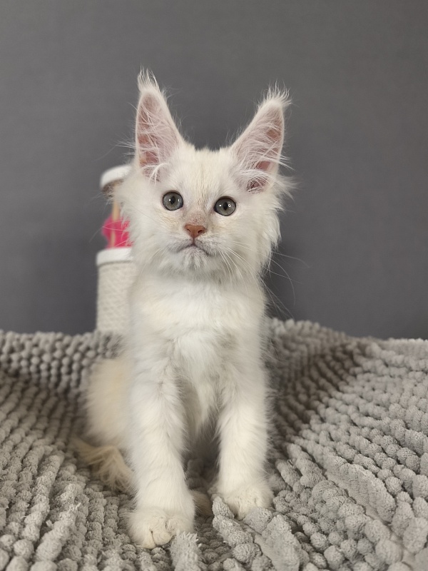 Haleya Akbars - Kitten maine-coon 2 months