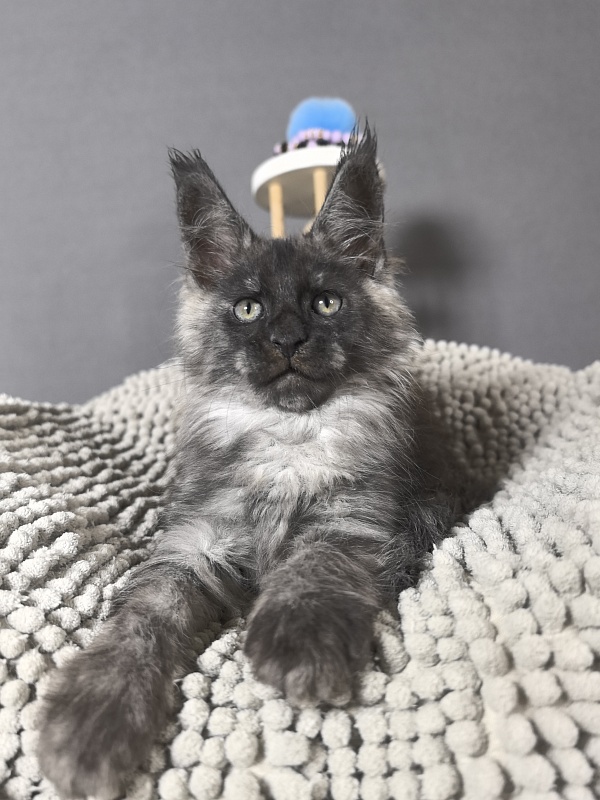 Gaston  Akbars - Kitten maine-coon 2 months 0.5 weeks