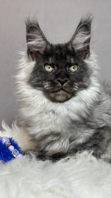 Gaston  Akbars - Kitten maine-coon 3 months 1.5 week