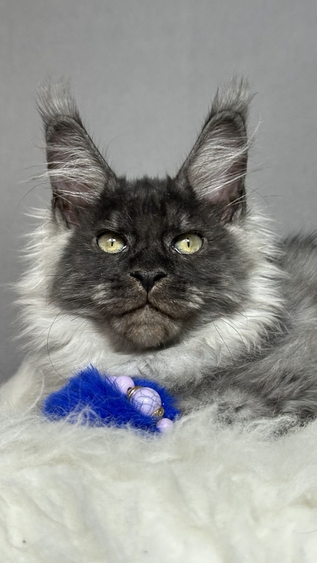 Gaston  Akbars - Kitten maine-coon 3 months 1.5 week