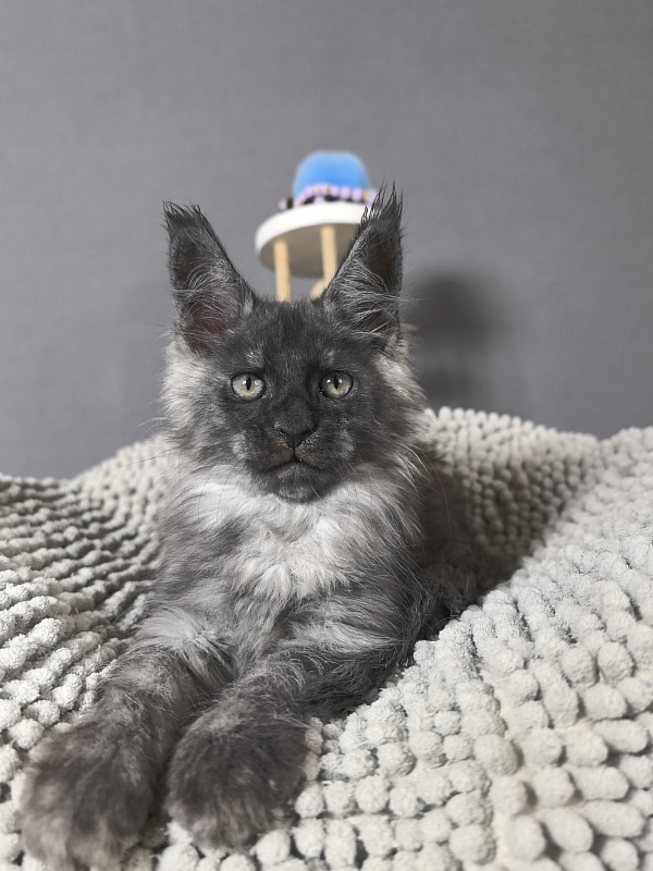 Gaston  Akbars - Kitten maine-coon 2 months 0.5 weeks