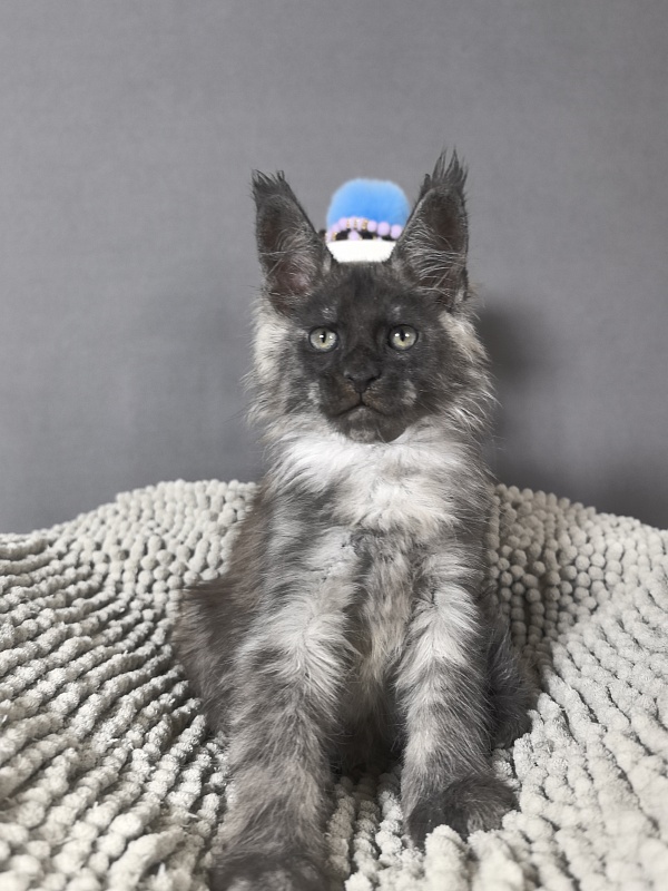Gaston  Akbars - Kitten maine-coon 2 months 0.5 weeks