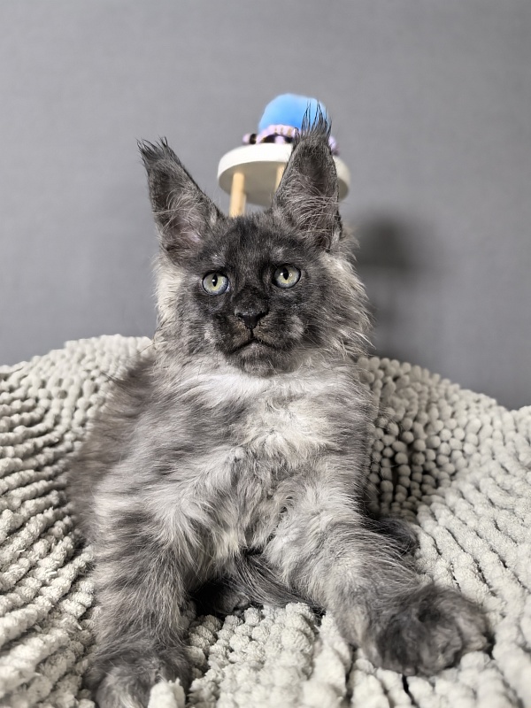 Gaston  Akbars - Kitten maine-coon 2 months 0.5 weeks