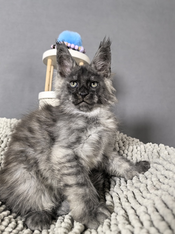 Gaston  Akbars - Kitten maine-coon 2 months 0.5 weeks