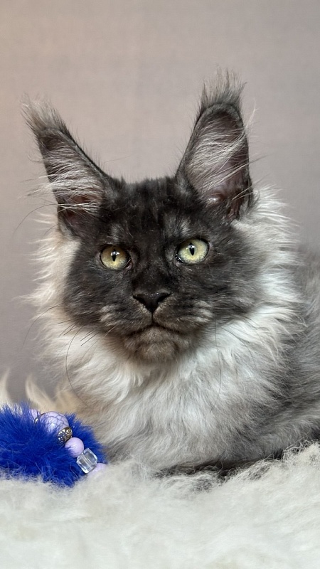 Gaston  Akbars - Kitten maine-coon 3 months 1.5 week