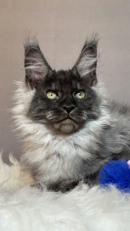 Gaston  Akbars - Kitten maine-coon 3 months 1.5 week
