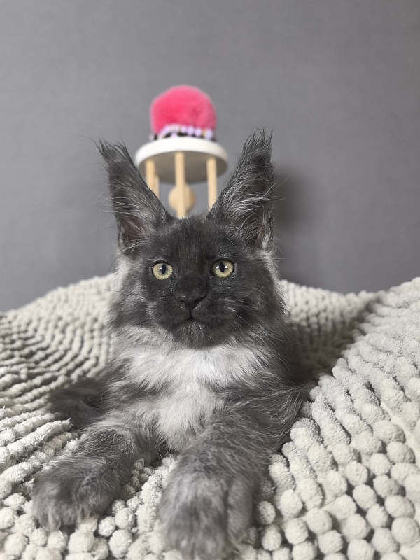 Gwen lady Akbars - Kitten maine-coon 2 months 0.5 weeks