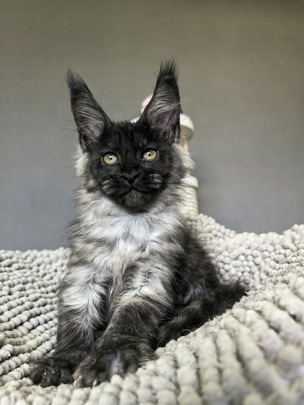 Gwen lady Akbars - Kitten maine-coon 2 months 1.5 week