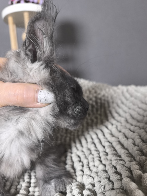 Gwen lady Akbars - Kitten maine-coon 2 months 0.5 weeks