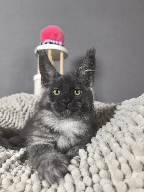 Gwen lady Akbars - Kitten maine-coon 2 months 0.5 weeks