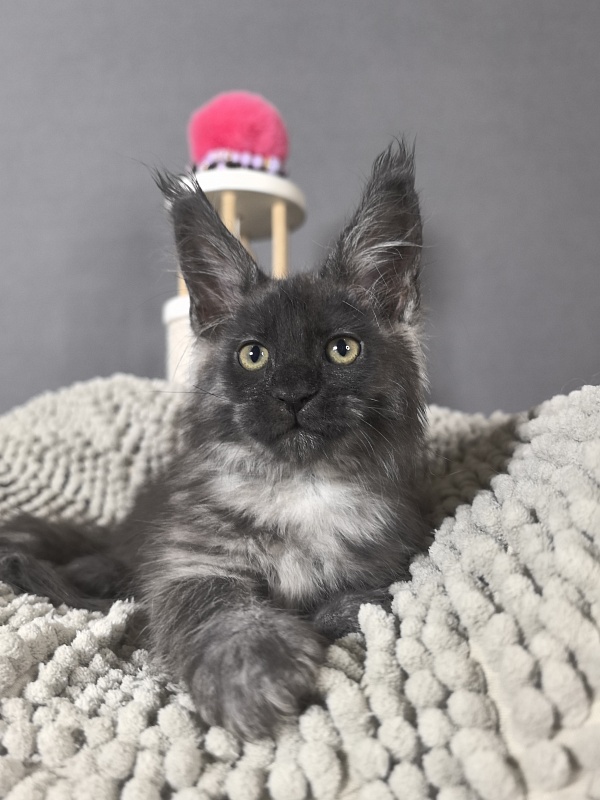 Gwen lady Akbars - Kitten maine-coon 2 months 0.5 weeks