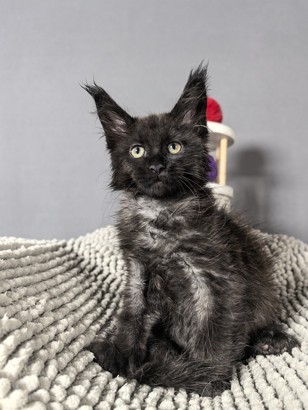 Grace lady  Akbars - Kitten maine-coon 2 months 0.5 weeks