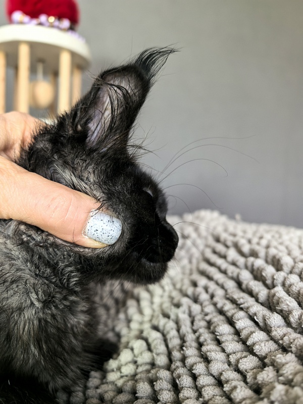Grace lady  Akbars - Kitten maine-coon 2 months 1.5 week