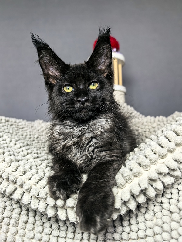 Grace lady  Akbars - Kitten maine-coon 2 months 1.5 week