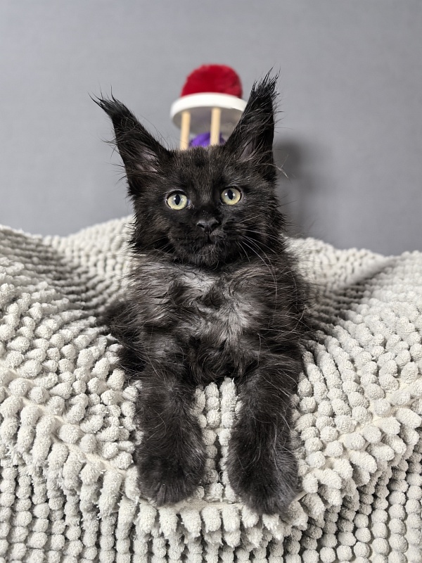 Grace lady  Akbars - Kitten maine-coon 2 months 0.5 weeks