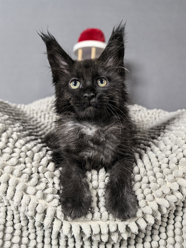 Grace lady  Akbars - Kitten maine-coon 2 months 0.5 weeks