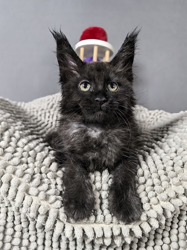 Grace lady  Akbars - Kitten maine-coon 2 months 0.5 weeks