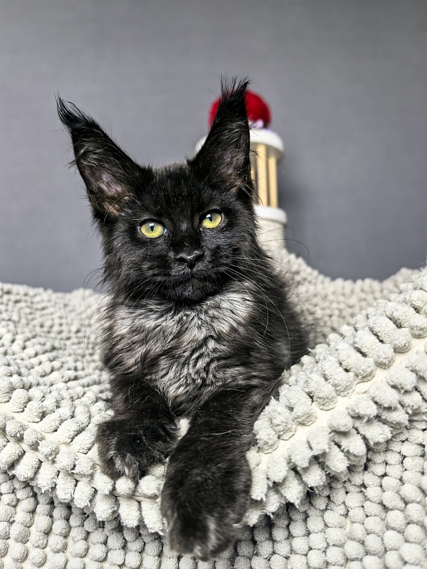 Grace lady  Akbars - Kitten maine-coon 2 months 1.5 week