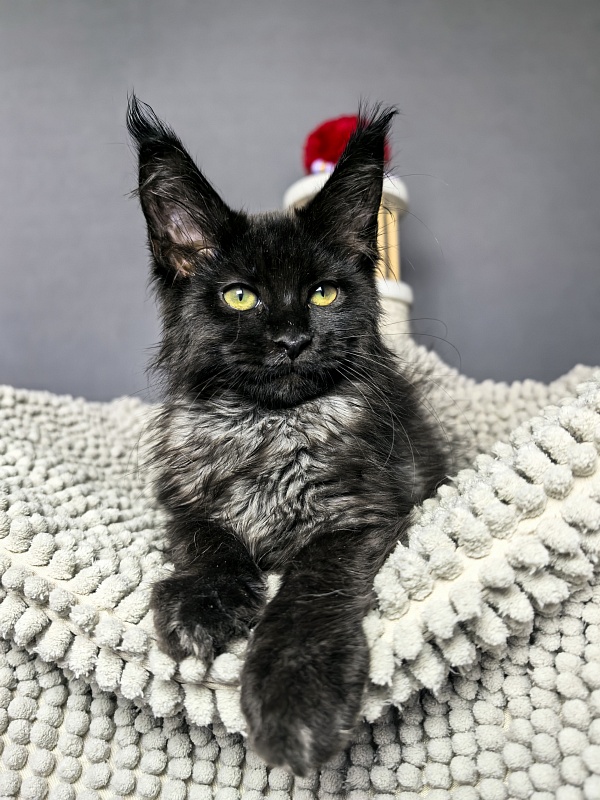 Grace lady  Akbars - Kitten maine-coon 2 months 1.5 week