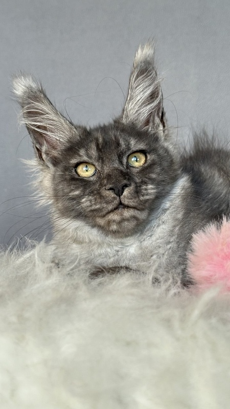 Gemma lady Akbars - Kitten maine-coon 3 months 1 week