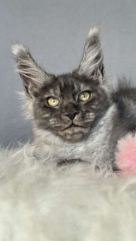 Gemma lady Akbars - Kitten maine-coon 3 months 1 week