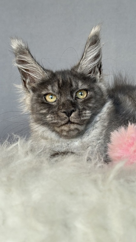 Gemma lady Akbars - Kitten maine-coon 3 months 1 week