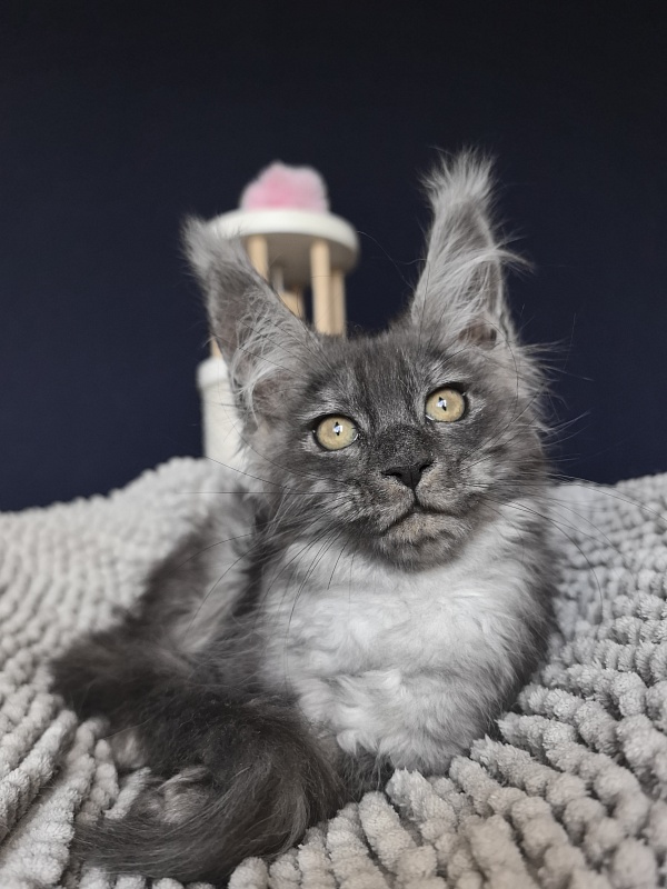 Gemma lady Akbars - Kitten maine-coon 2 months 1.5 week