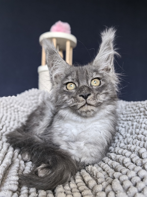 Gemma lady Akbars - Kitten maine-coon 2 months 1.5 week