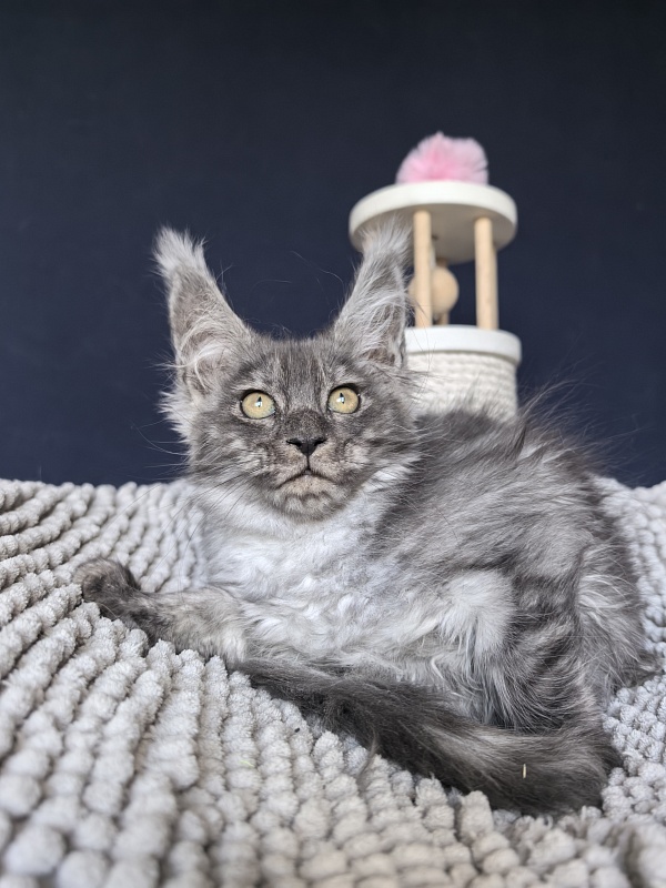Gemma lady Akbars - Kitten maine-coon 2 months 1.5 week