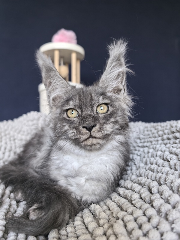 Gemma lady Akbars - Kitten maine-coon 2 months 1.5 week