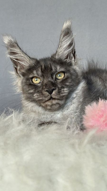 Gemma lady Akbars - Kitten maine-coon 3 months 1 week