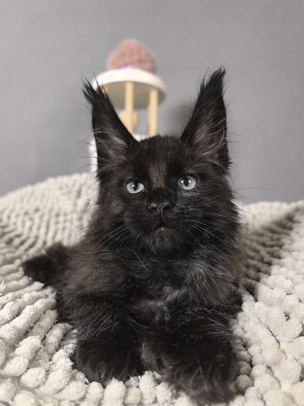 Elmo lee  Akbars (polydactyl) PET - Kitten maine-coon 2 months